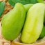 Xoài xanh mới hái đảm bảo ngon